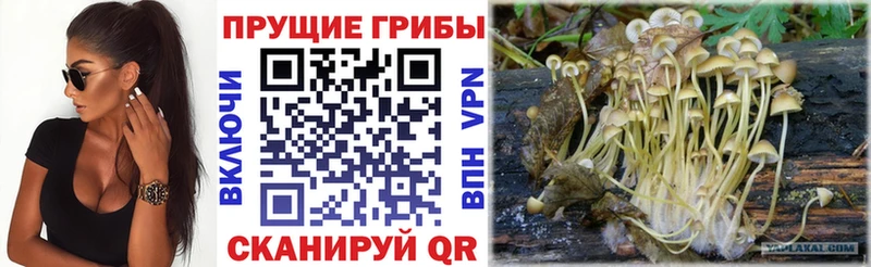 Псилоцибиновые грибы Psilocybine cubensis  Купить где  Верхний Уфалей 